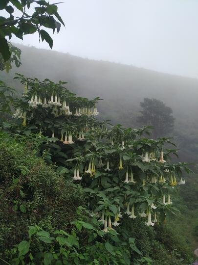 PERMATA INDAH YANG TERSEMBUNYI ! CATPER GUNUNG SETLEREP VIA GEJUGAN 12 JANUARI 2021
