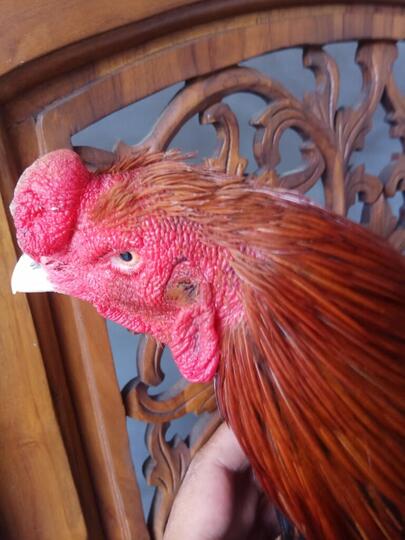 Jago Bangkok Jogjakarta Kandang Jamkid Jago Farm 085325705450