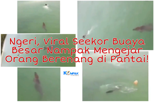 Viral, Seekor Buaya Mengejar Seseorang yang Tengah Berenang di Pantai! Mengerikan