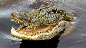 Akibat Sok Akrab dengan Buaya, Pria Ini Hampir Dilahapnya! Ngeri Banget Gan