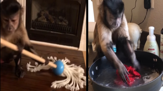 Malas Membantu Orang Tua? Jangan Kalah Dengan Monyet Yang Satu ini!