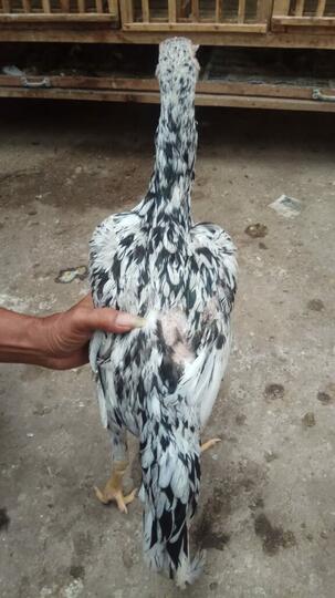 Jago Bangkok Jogjakarta Kandang Jamkid Jago Farm 085325705450