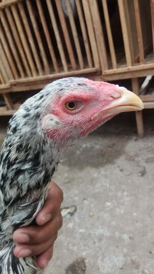 Jago Bangkok Jogjakarta Kandang Jamkid Jago Farm 085325705450