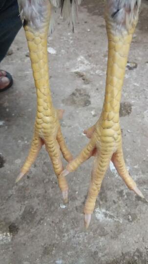 Jago Bangkok Jogjakarta Kandang Jamkid Jago Farm 085325705450