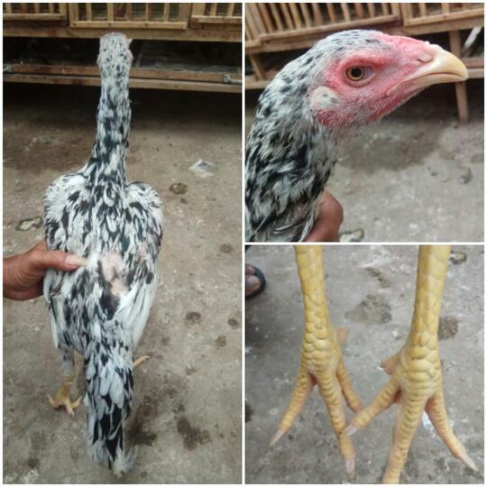 Jago Bangkok Jogjakarta Kandang Jamkid Jago Farm 085325705450