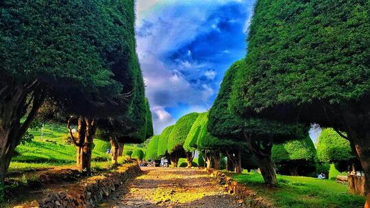 Bukit Jamur Ciwidey, Bandung. Tempat Wisata Murah Dan Bikin Betah