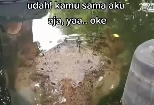 Gokils, Viral Seorang Cewek Pamitan Pada Buaya Muara dan Dijawab dengan Kedipan Mata!