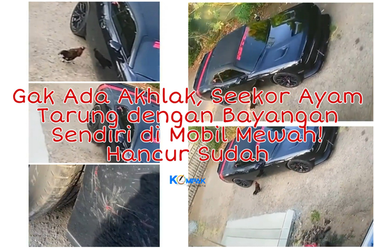 Gak Ada Akhlak, Seekor Ayam Tarung dengan Bayangan Sendiri di Mobil Mewah! Hancur