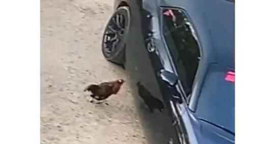 Gak Ada Akhlak, Seekor Ayam Tarung dengan Bayangan Sendiri di Mobil Mewah! Hancur