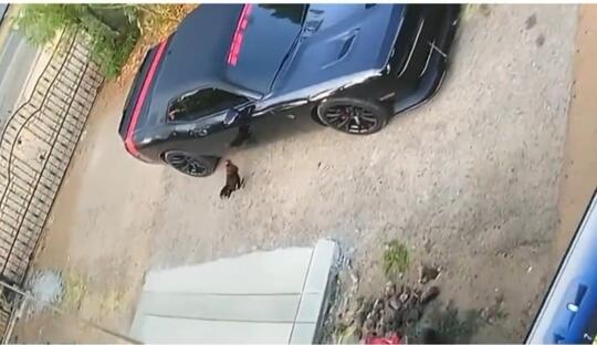 Gak Ada Akhlak, Seekor Ayam Tarung dengan Bayangan Sendiri di Mobil Mewah! Hancur
