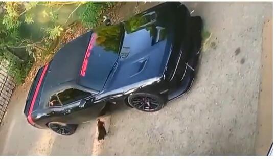 Gak Ada Akhlak, Seekor Ayam Tarung dengan Bayangan Sendiri di Mobil Mewah! Hancur