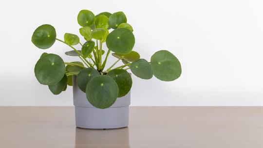 Chinese Money Plant Diprediksi Bakal Ngetren di 2021, Yuk Kenalan!