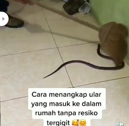 Musim Hujan Banyak Ular Keluyuran? Berikut Trik Menangkapnya Ketika Ia Masuk Rumah