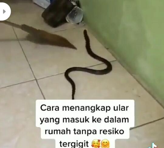 Musim Hujan Banyak Ular Keluyuran? Berikut Trik Menangkapnya Ketika Ia Masuk Rumah