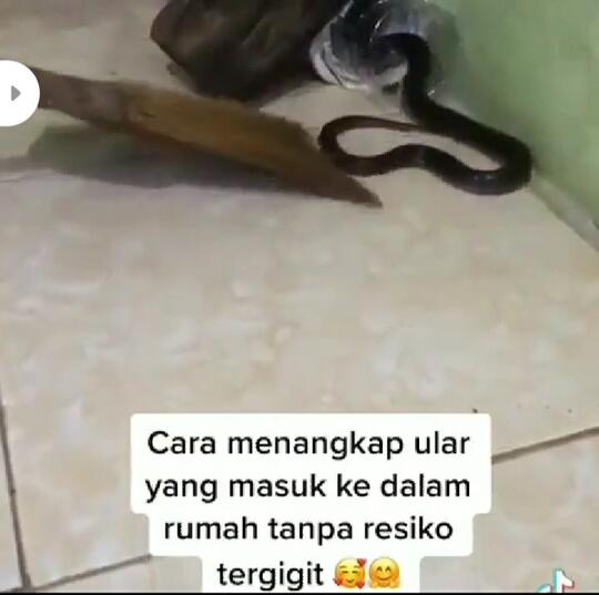 Musim Hujan Banyak Ular Keluyuran? Berikut Trik Menangkapnya Ketika Ia Masuk Rumah