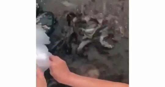 Viral Satu Keluarga Lepaskan Dua Karung Besar Berisi Ikan Lele Ke Sungai! Biar Apa?