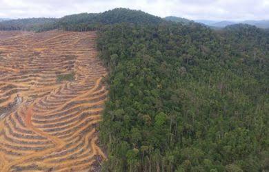 Salah Jokowi? Saat Rejim SBY Hutan Digunduli, Luas Hutan Kalimantan 62,8% Terpangkas!