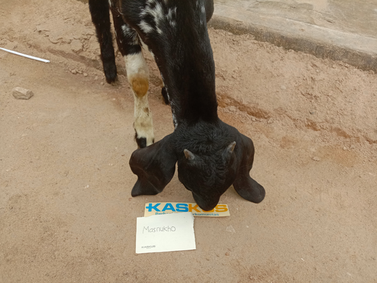 Bersahabat dengan Anak Kambing? Kenalin, Debleng Sahabat Sejati Masnukho!