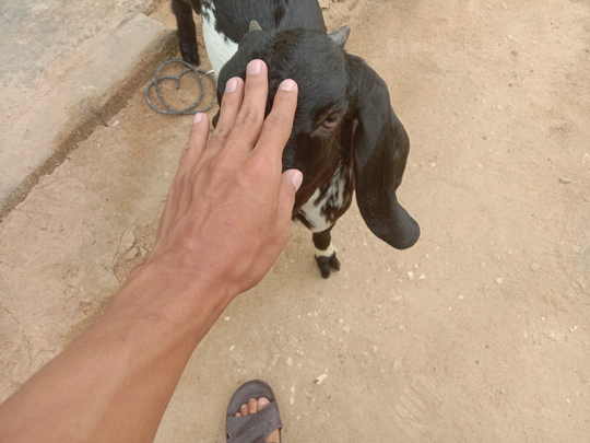 Bersahabat dengan Anak Kambing? Kenalin, Debleng Sahabat Sejati Masnukho!