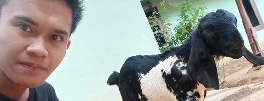 Bersahabat dengan Anak Kambing? Kenalin, Debleng Sahabat Sejati Masnukho!