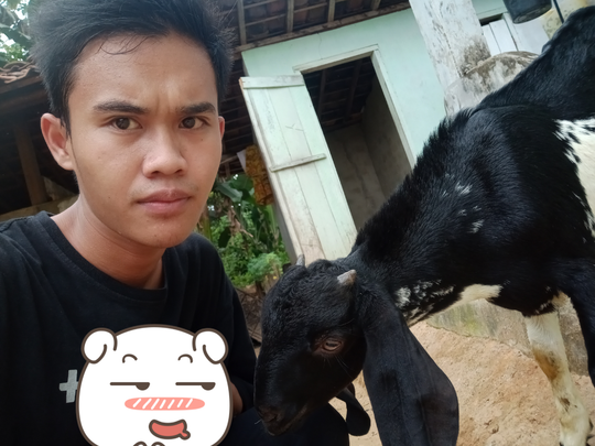 Bersahabat dengan Anak Kambing? Kenalin, Debleng Sahabat Sejati Masnukho!