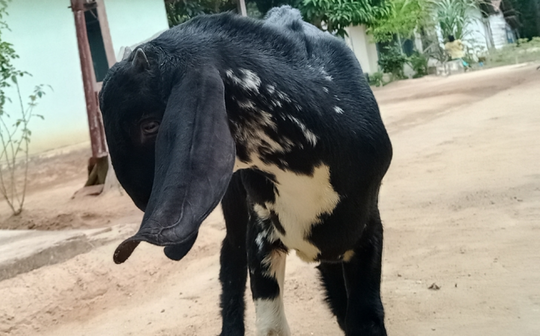 Bersahabat dengan Anak Kambing? Kenalin, Debleng Sahabat Sejati Masnukho!