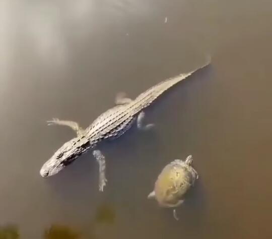 Viral, Momen Buaya Tos dengan Kura-kura Ini Seperti Kawan Lama Baru Berjumpa