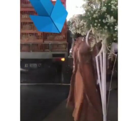 Nggak Beretika, Mobil Pick Up Pengangkut Ayam Tiba-tiba Lewat di Depan Pelaminan!