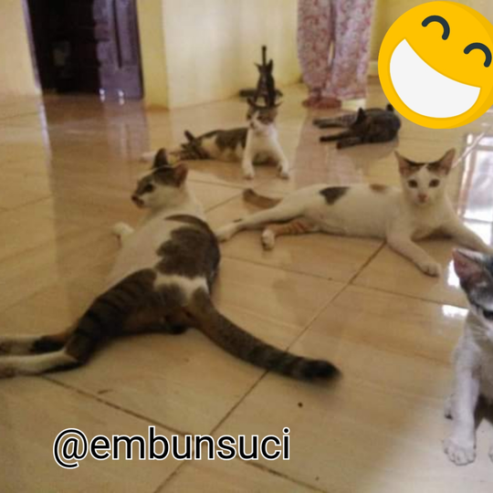 Hime Family Adalah Moodbooster Ketika Merasa Lelah, Sepi Dan Sendirian!