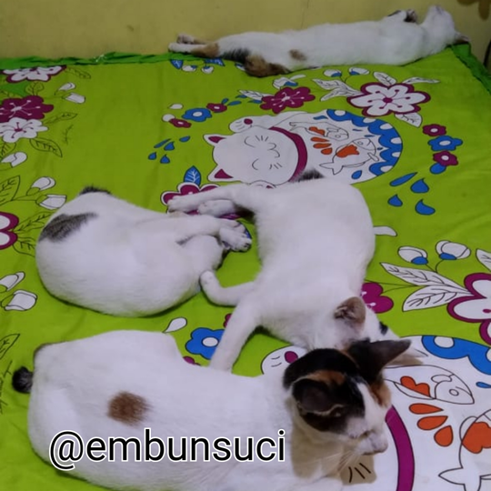 Hime Family Adalah Moodbooster Ketika Merasa Lelah, Sepi Dan Sendirian!