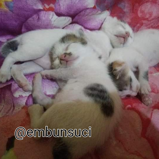 Hime Family Adalah Moodbooster Ketika Merasa Lelah, Sepi Dan Sendirian!