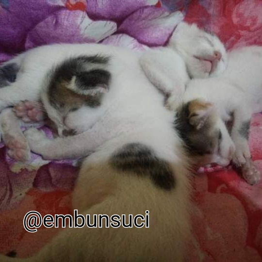 Hime Family Adalah Moodbooster Ketika Merasa Lelah, Sepi Dan Sendirian!