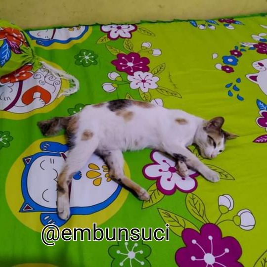 Hime Family Adalah Moodbooster Ketika Merasa Lelah, Sepi Dan Sendirian!
