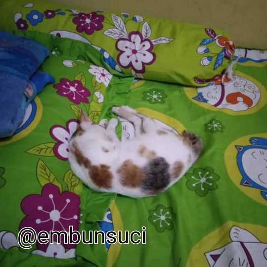 Hime Family Adalah Moodbooster Ketika Merasa Lelah, Sepi Dan Sendirian!