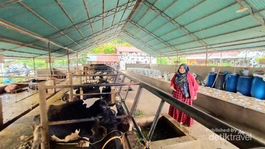 Tempat Peternakan Hits dan Viral di Kabupaten Agam Sumbar