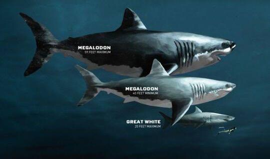 Hiu Megalodon Punah Bukan Karena Bencana Alam, Tapi Karena...