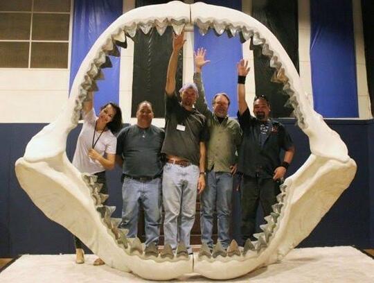 Hiu Megalodon Punah Bukan Karena Bencana Alam, Tapi Karena...
