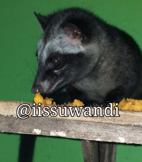 Lucunya Momo si Musang Pandan, Beberapa Tips Merawat dan Membuatnya Jinak!