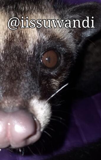 Lucunya Momo si Musang Pandan, Beberapa Tips Merawat dan Membuatnya Jinak!