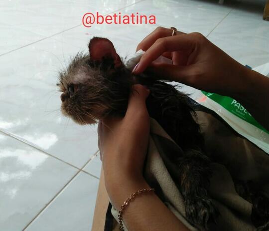 Merawat Boy Kucing Kesayangan Dengan Sepenuh Hati