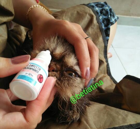 Merawat Boy Kucing Kesayangan Dengan Sepenuh Hati