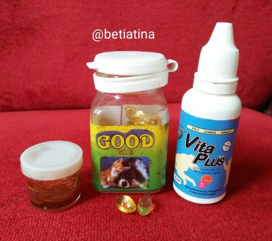 Merawat Boy Kucing Kesayangan Dengan Sepenuh Hati