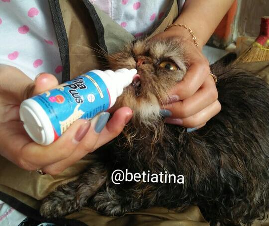 Merawat Boy Kucing Kesayangan Dengan Sepenuh Hati