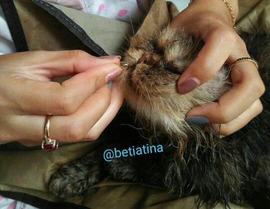 Merawat Boy Kucing Kesayangan Dengan Sepenuh Hati