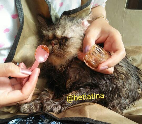 Merawat Boy Kucing Kesayangan Dengan Sepenuh Hati