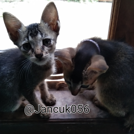 Gembul Dan Gembil, Teman Paling Setia Saat Gundah!