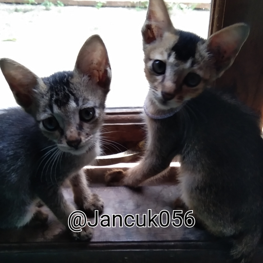 Gembul Dan Gembil, Teman Paling Setia Saat Gundah!