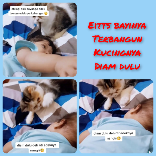 Lucu Dan Menggemaskan Melihat Kucing Ini Menjaga Bayi Yang Sedang Tertidur