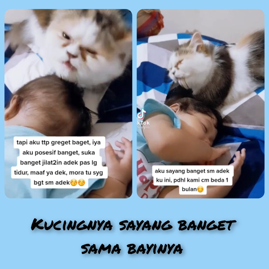 Lucu Dan Menggemaskan Melihat Kucing Ini Menjaga Bayi Yang Sedang Tertidur