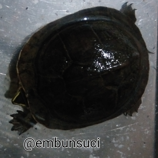 Nemu Makhluk Berwajah Bete, Mohon Diskusinya GanSis!